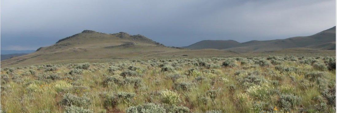 Sagebrush restoration -Great Basin sagebrush